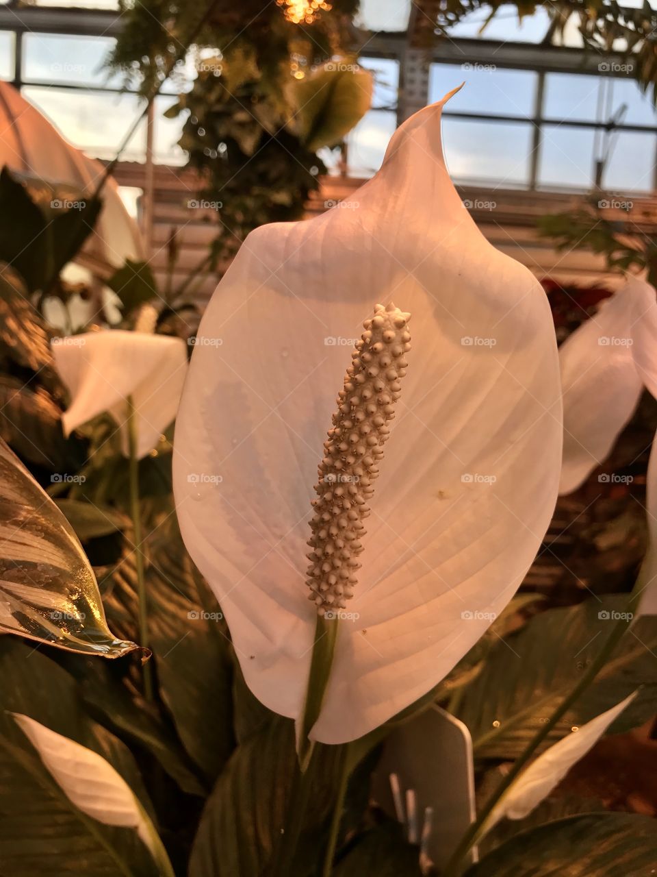 Up close image of a beautiful springtime white lily in full bloom inside a rooftop greenhouse