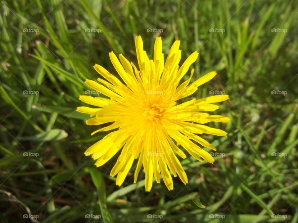 Close-up of yellow dandelion flower