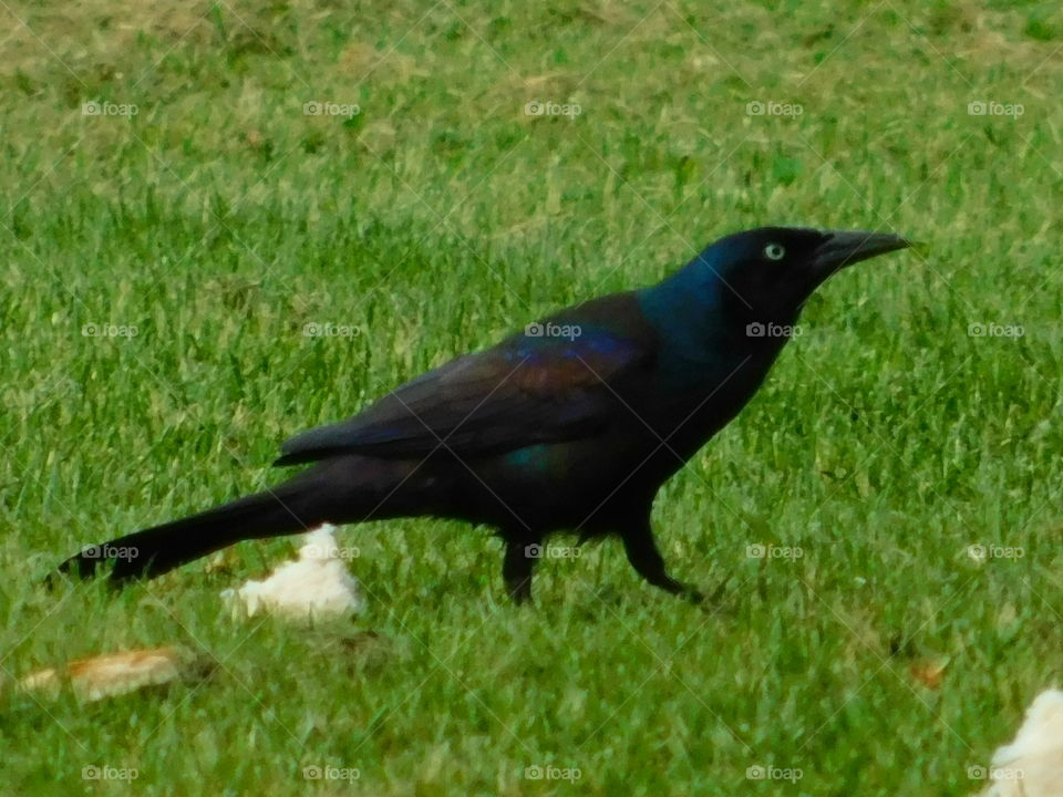 Black Crow on Grass