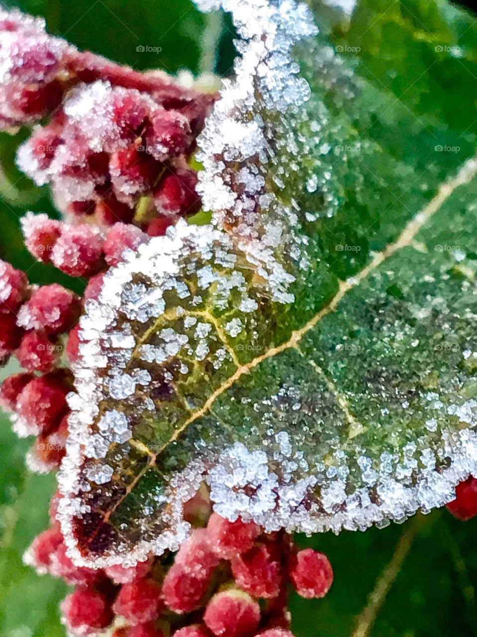 Frost 