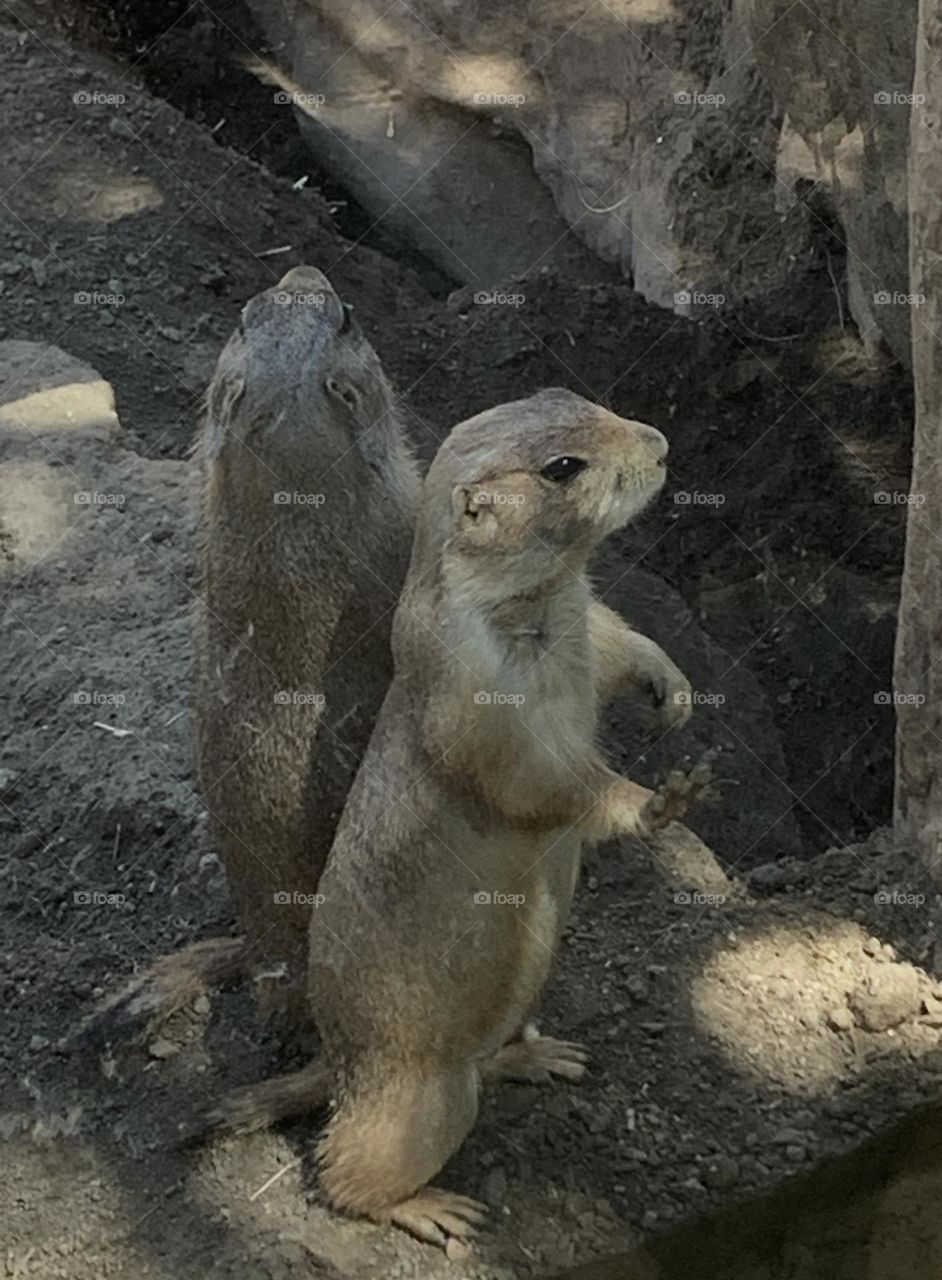 Double the fun with 2 prairie dogs