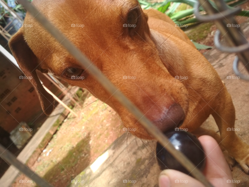 dog, cachorro comendo jabuticaba