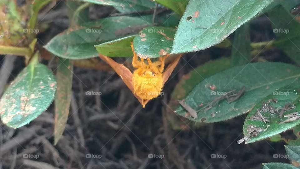 Leaf, No Person, Nature, Invertebrate, Insect