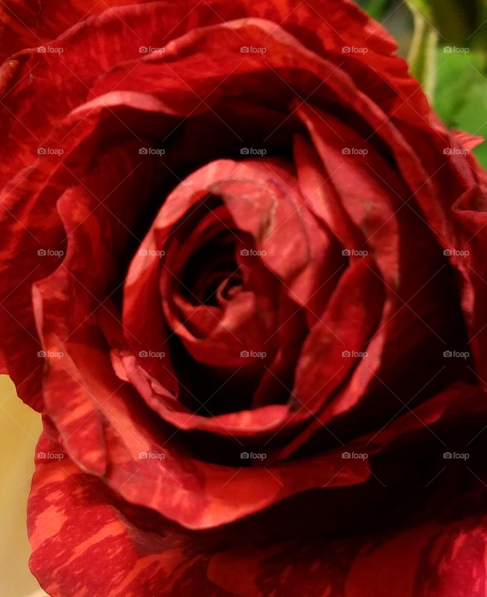 roses are red