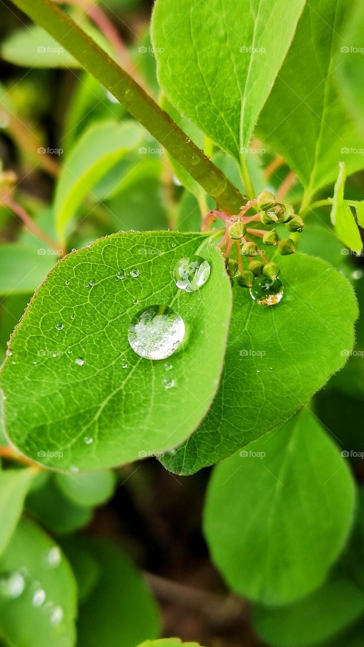 perfect raindrops