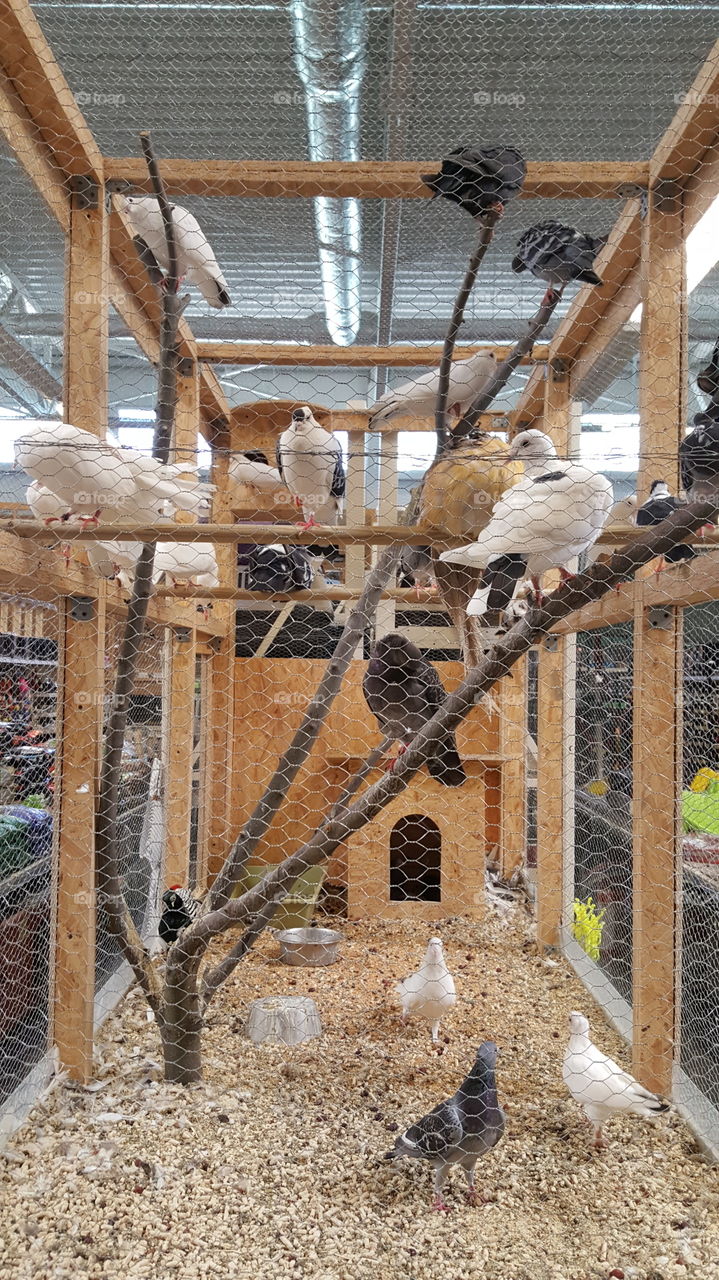 Cage with pigeons