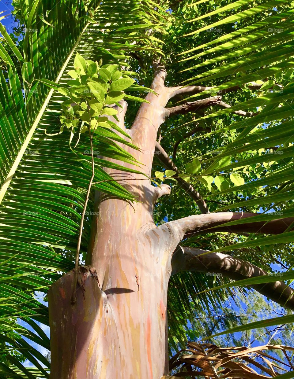 Rainbow eucalyptus, looking up