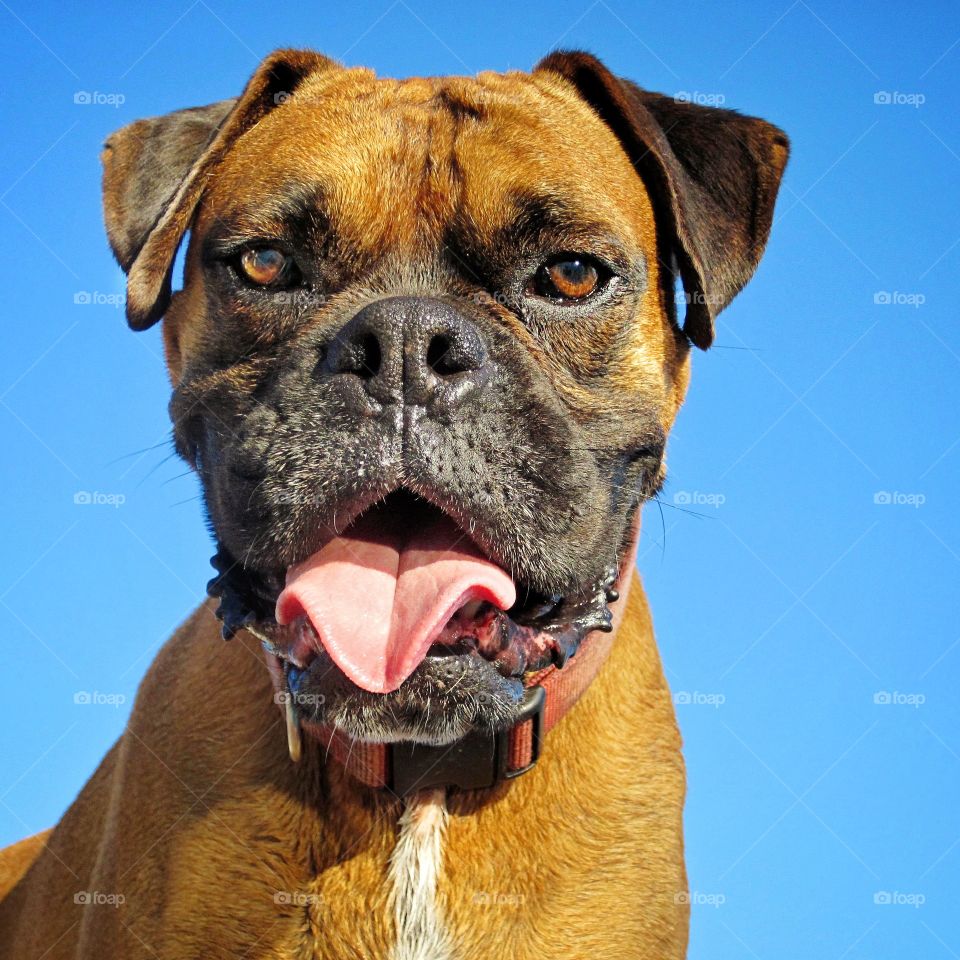 Boxer dog looking straight against blue sky 
