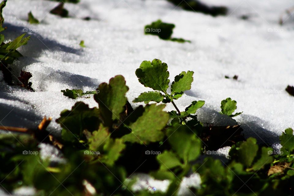 Grass and snow