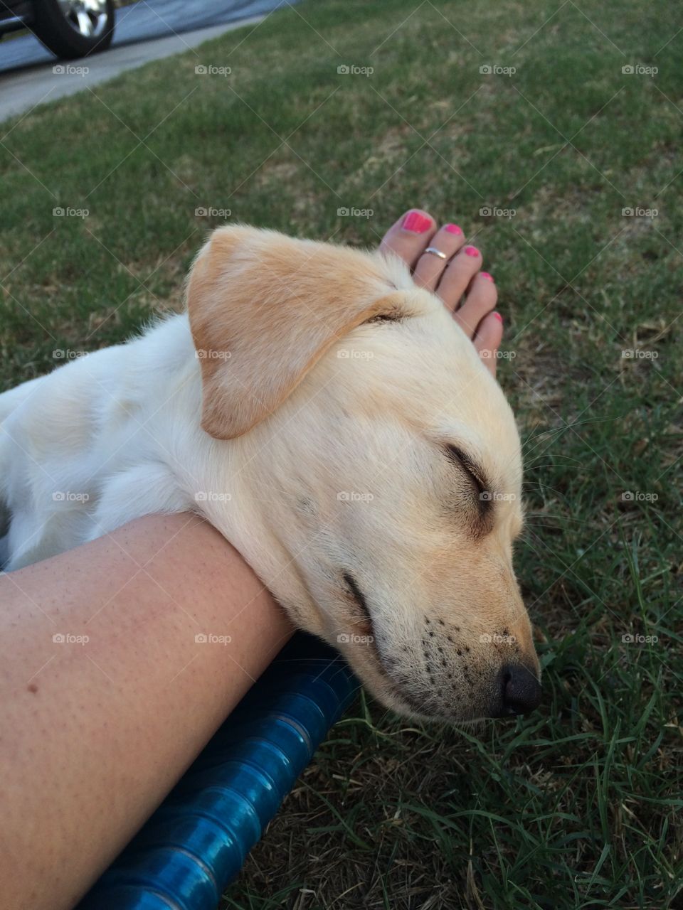 Lab puppy sleeping 