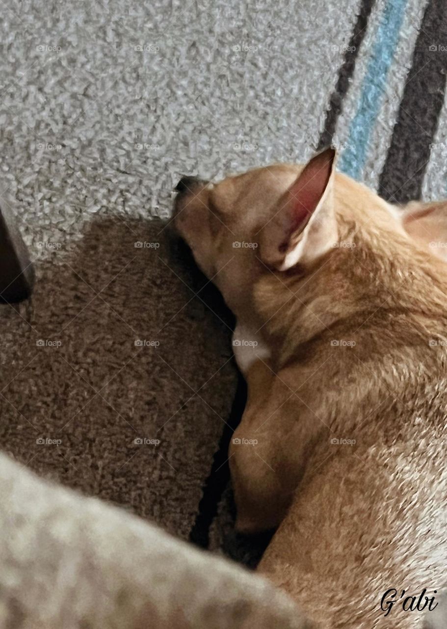 I wonder if my dog dreams about me