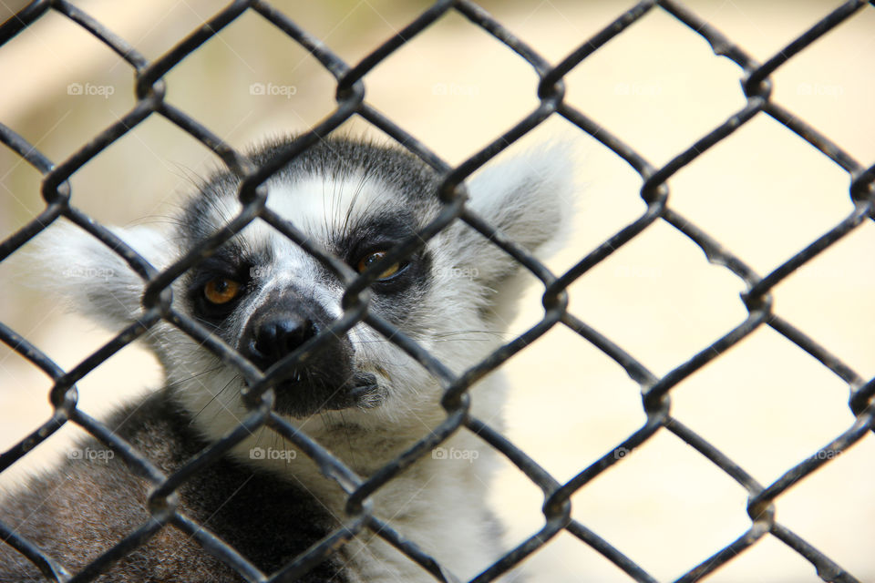 ring-tailed lemur. A ring-tailed lemur looking out his cage in the wild animal zoo, shanghai, china.