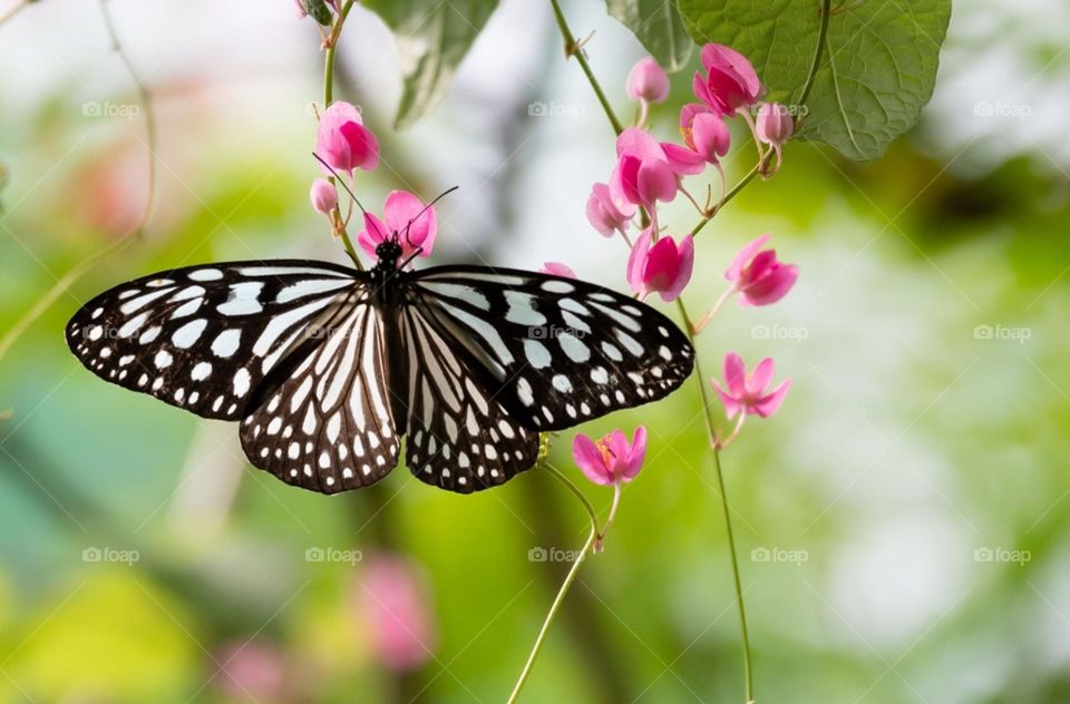 Glassy Tiger Butterfly on Pink Vines