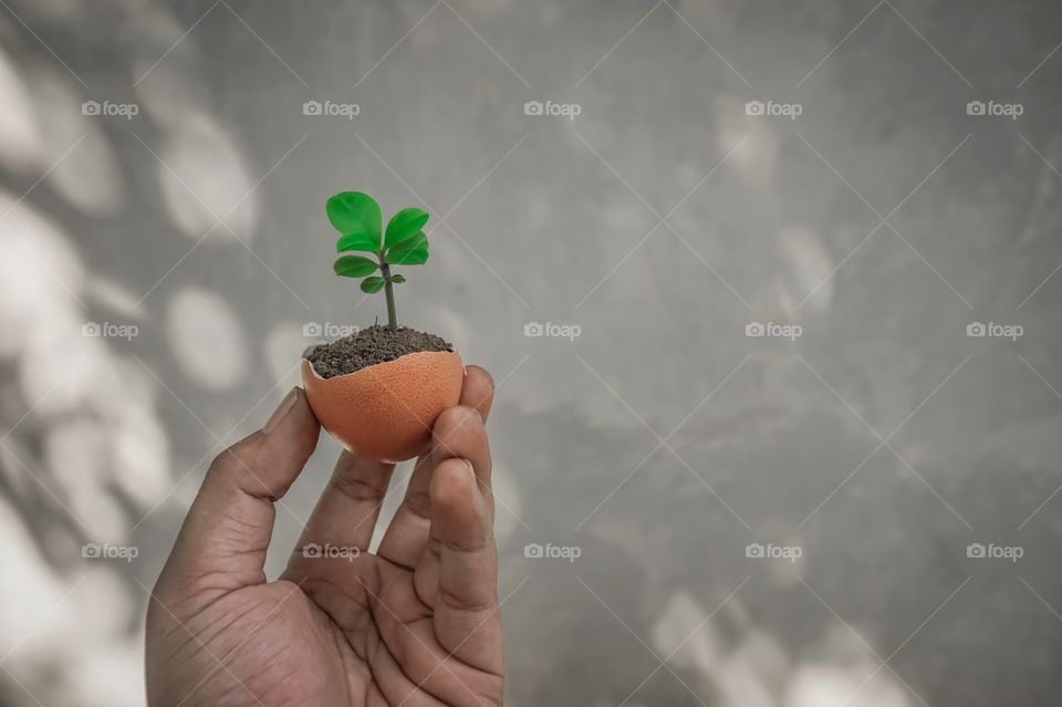 Close-up of hand holding green plant growing inside egg shell