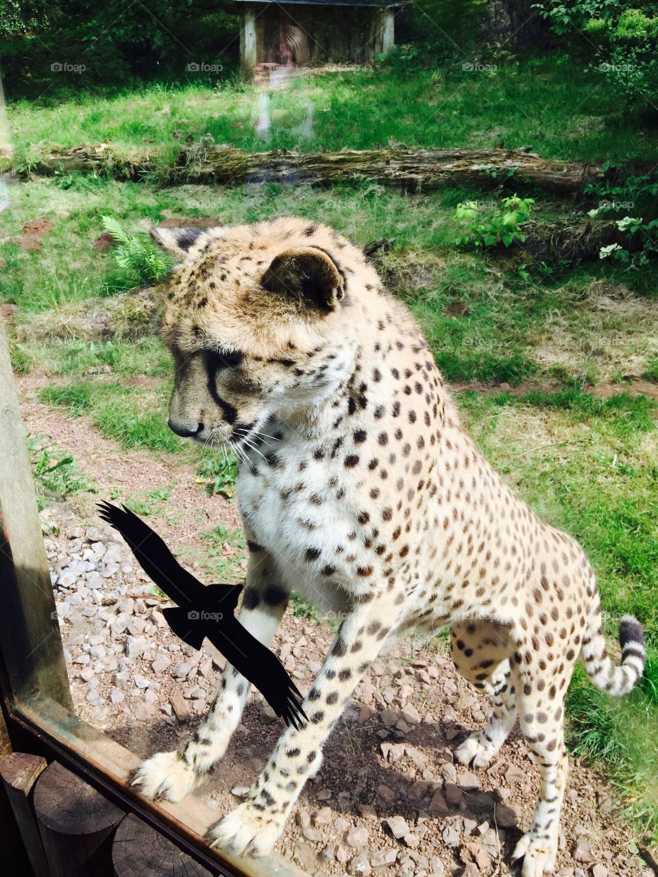 Cheetah . There was a chicken on the other side of the enclosure taunting her so she came up to the glass to get a closer look 