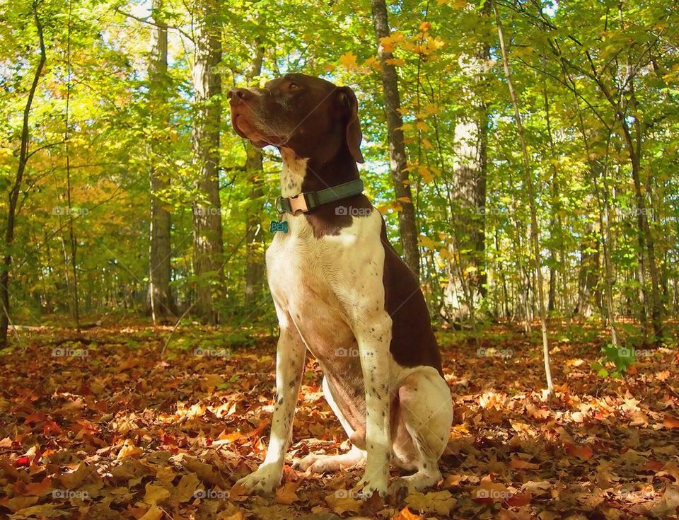 German Shorthaired Pointer...