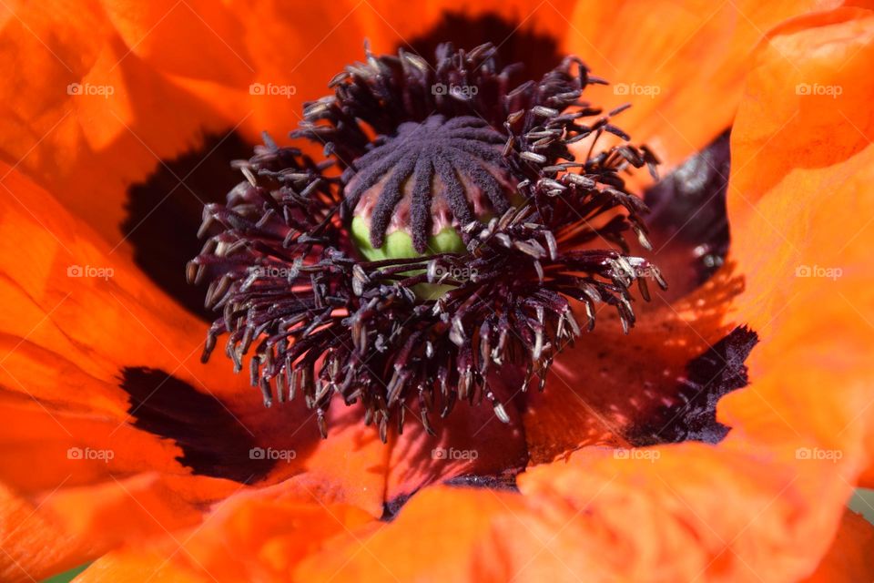 Mohnblüte Nahaufnahme