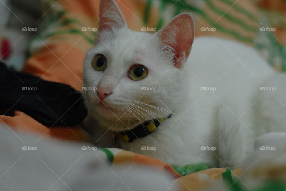 Cute cat with big eyes