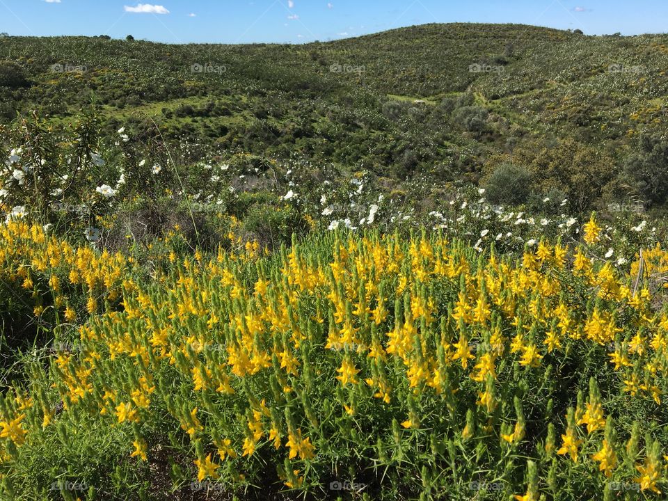 Wild flowers as a natural bouquet in landscape 