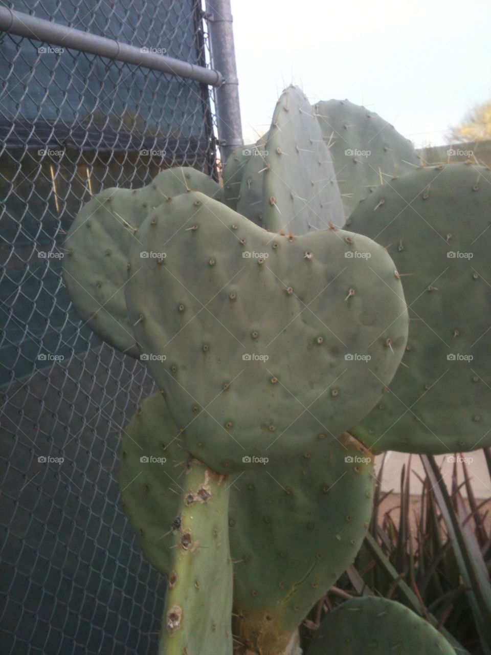 Prickly Love. Heart shaped cactus