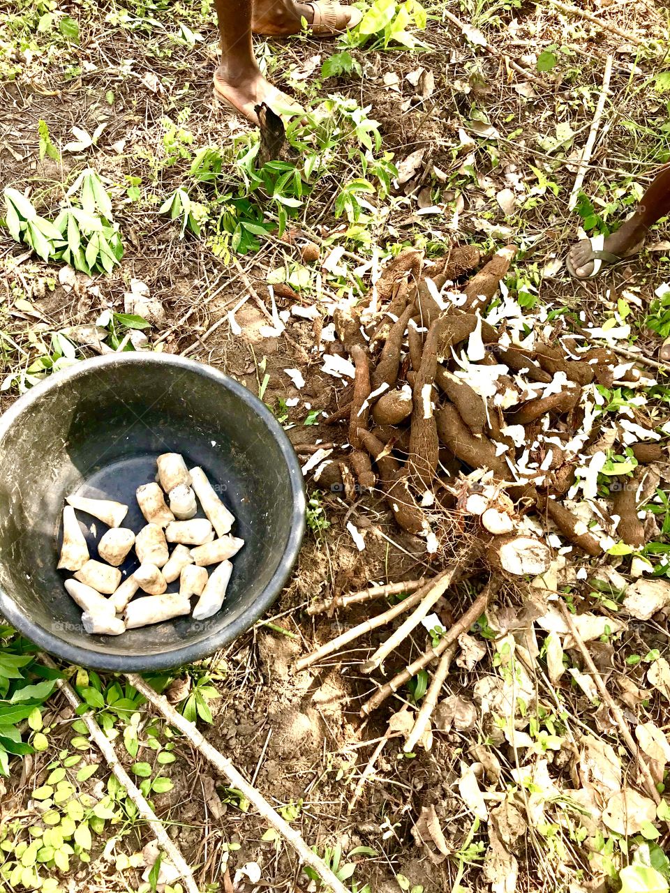 Harvested cassava, some peeled and some unpeeled, to be made into fufu or garri 