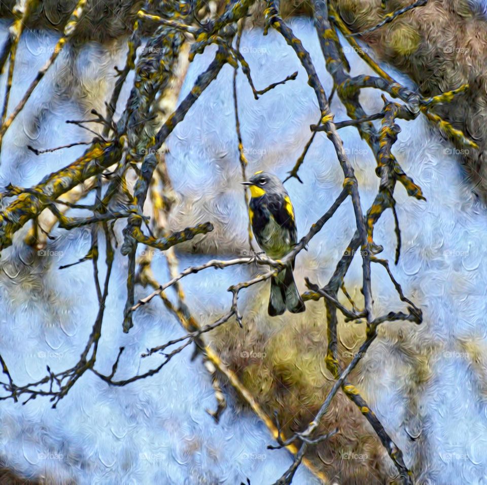 A yellow spotted bird perched in a tree
