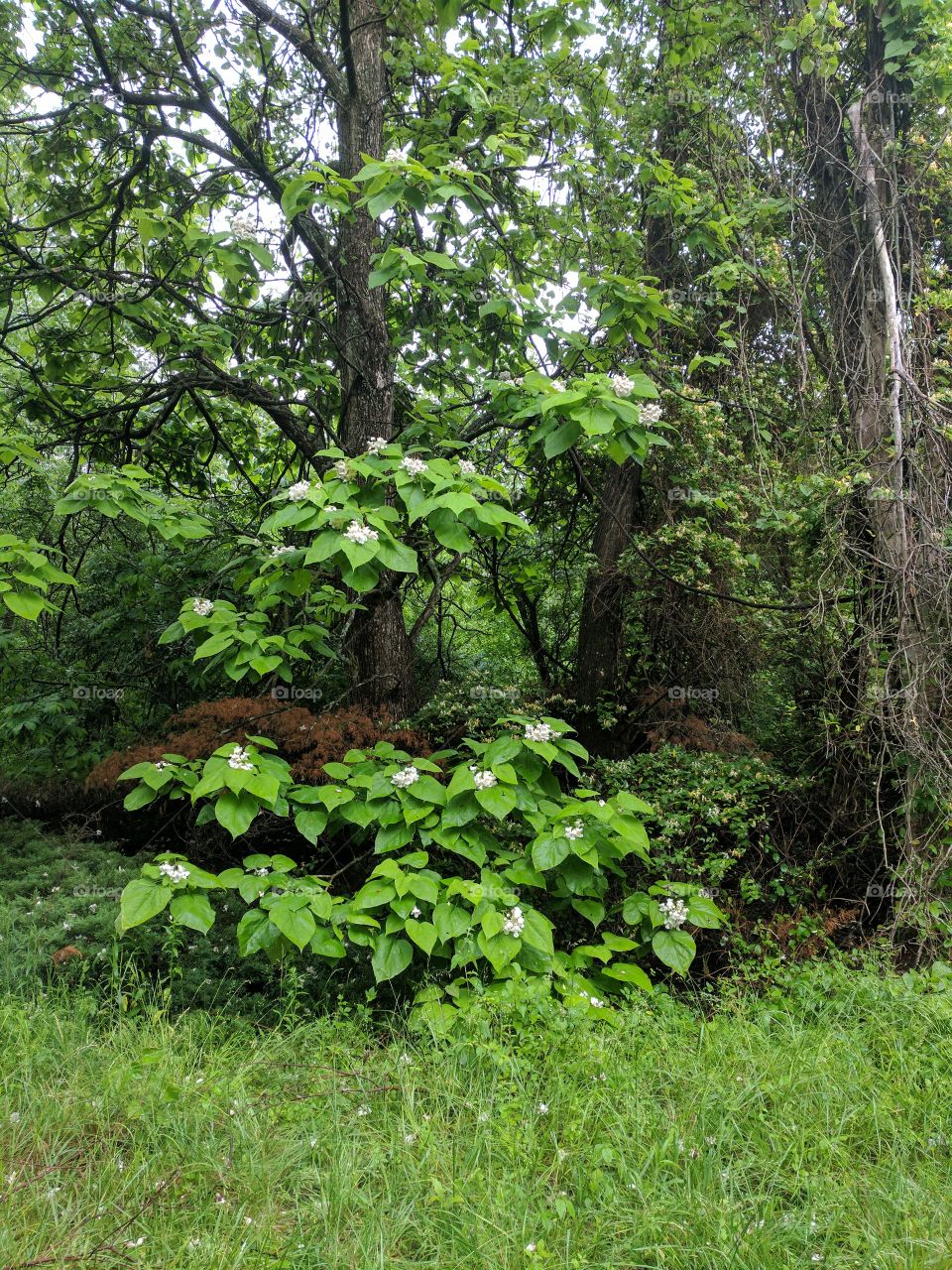 acacia tree