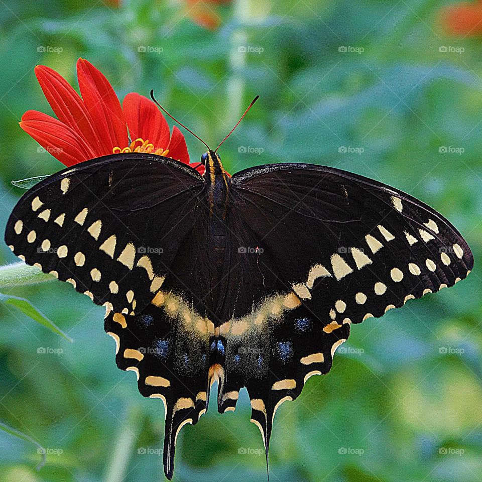 Eastern Black Swallowtail Butterfly - These butterflies are often seen flying high over deciduous woods, forests and along nearby streams