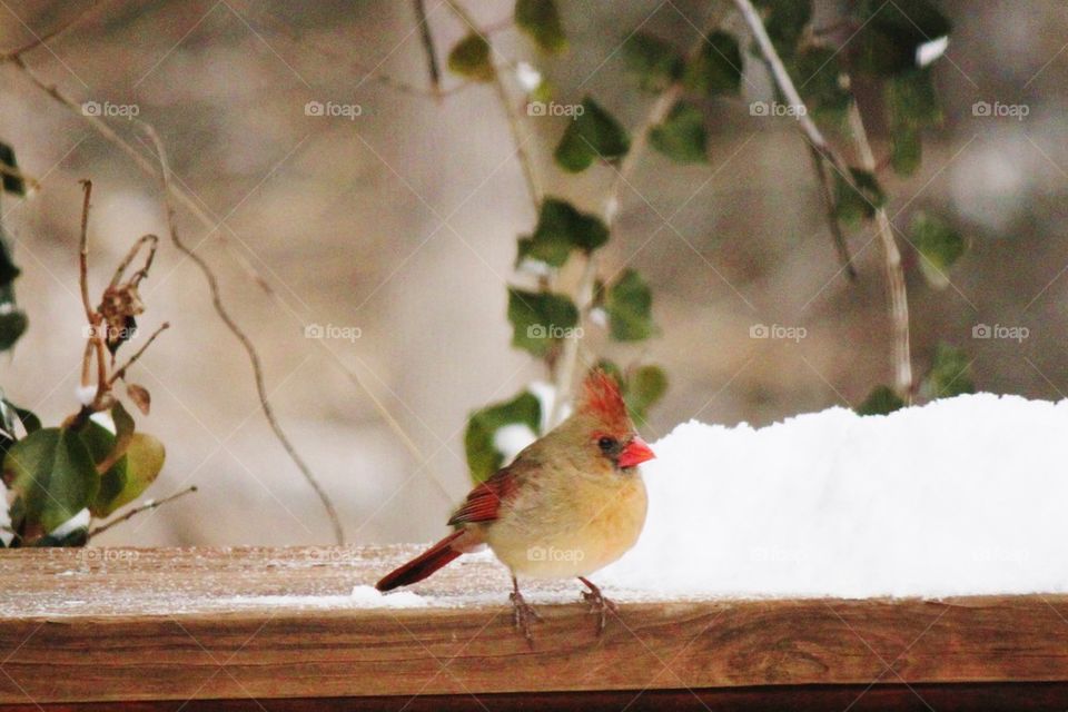 Cardinal in Snow 