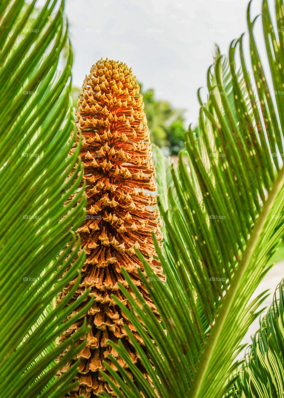 The center brown cone of a Saco Palm stands tall from the spiky green palm on a summer day . 