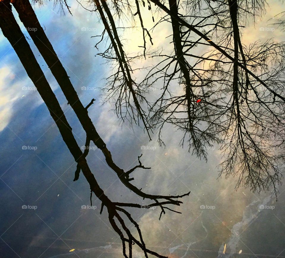 Reflection in water