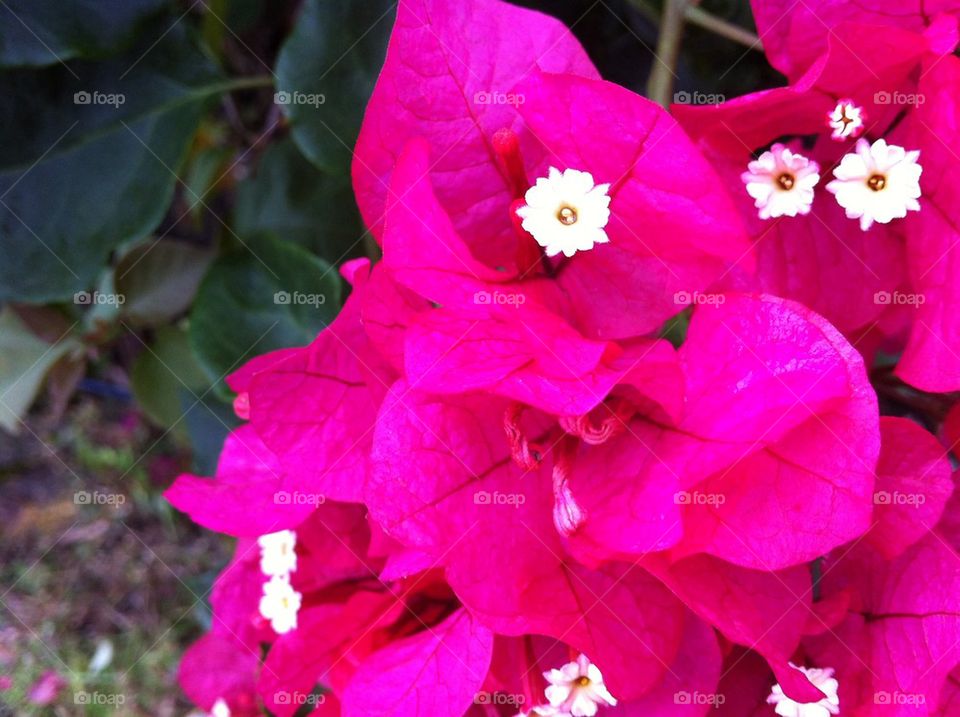 Bougainvilleas