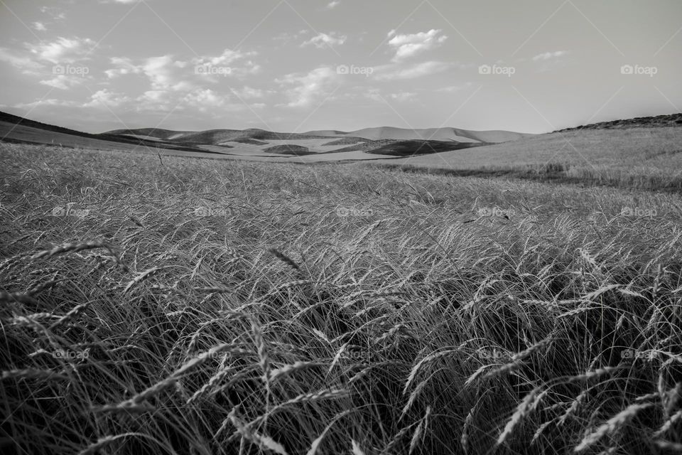 Wheat field