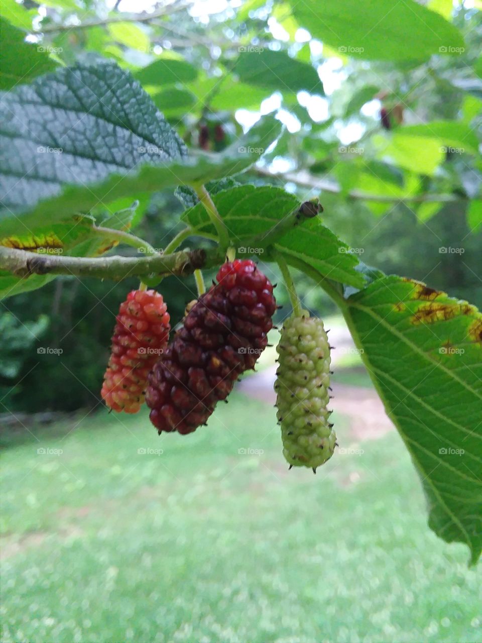 Summer Mulberries