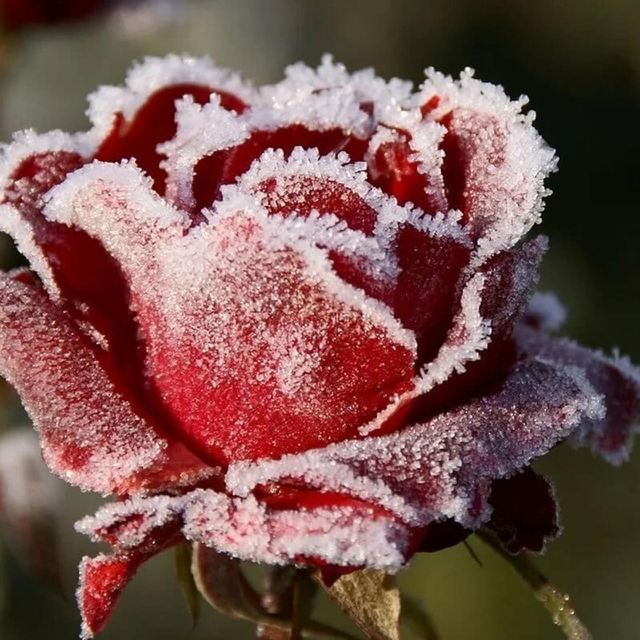 Ice