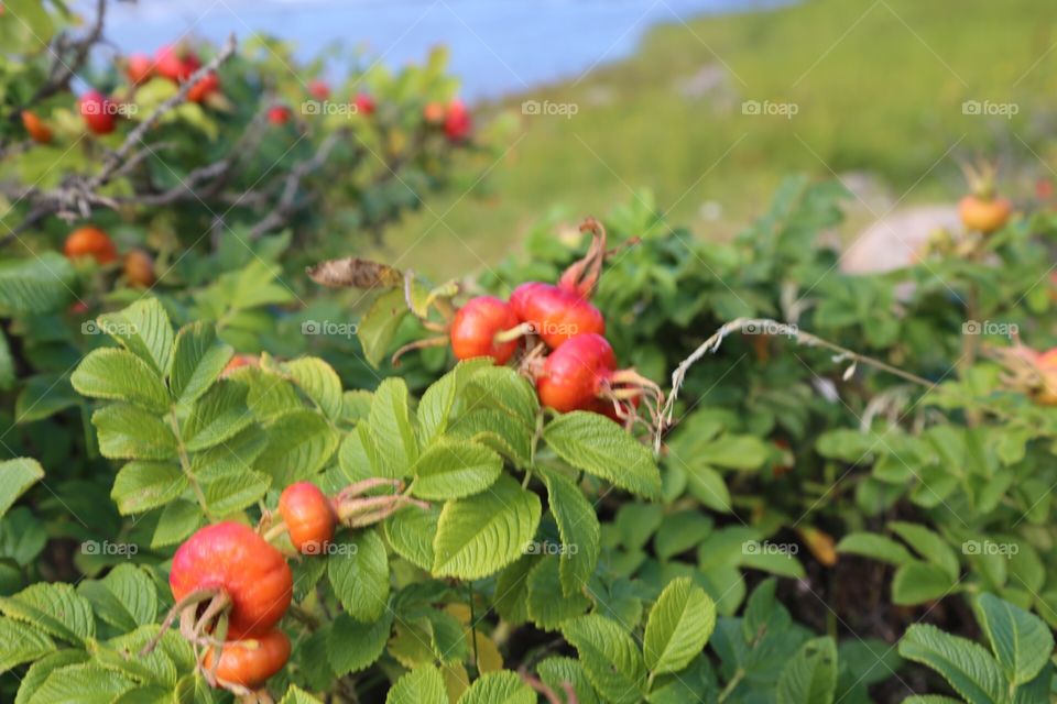 Rose hips growing by the sea