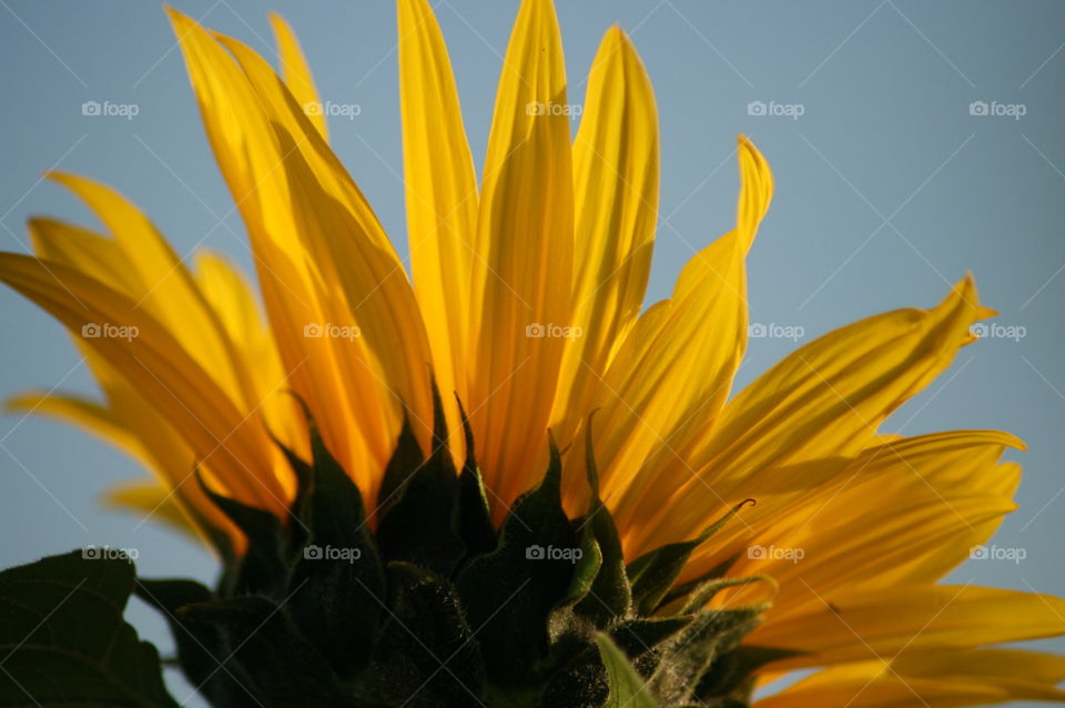 The view of the sunflower 