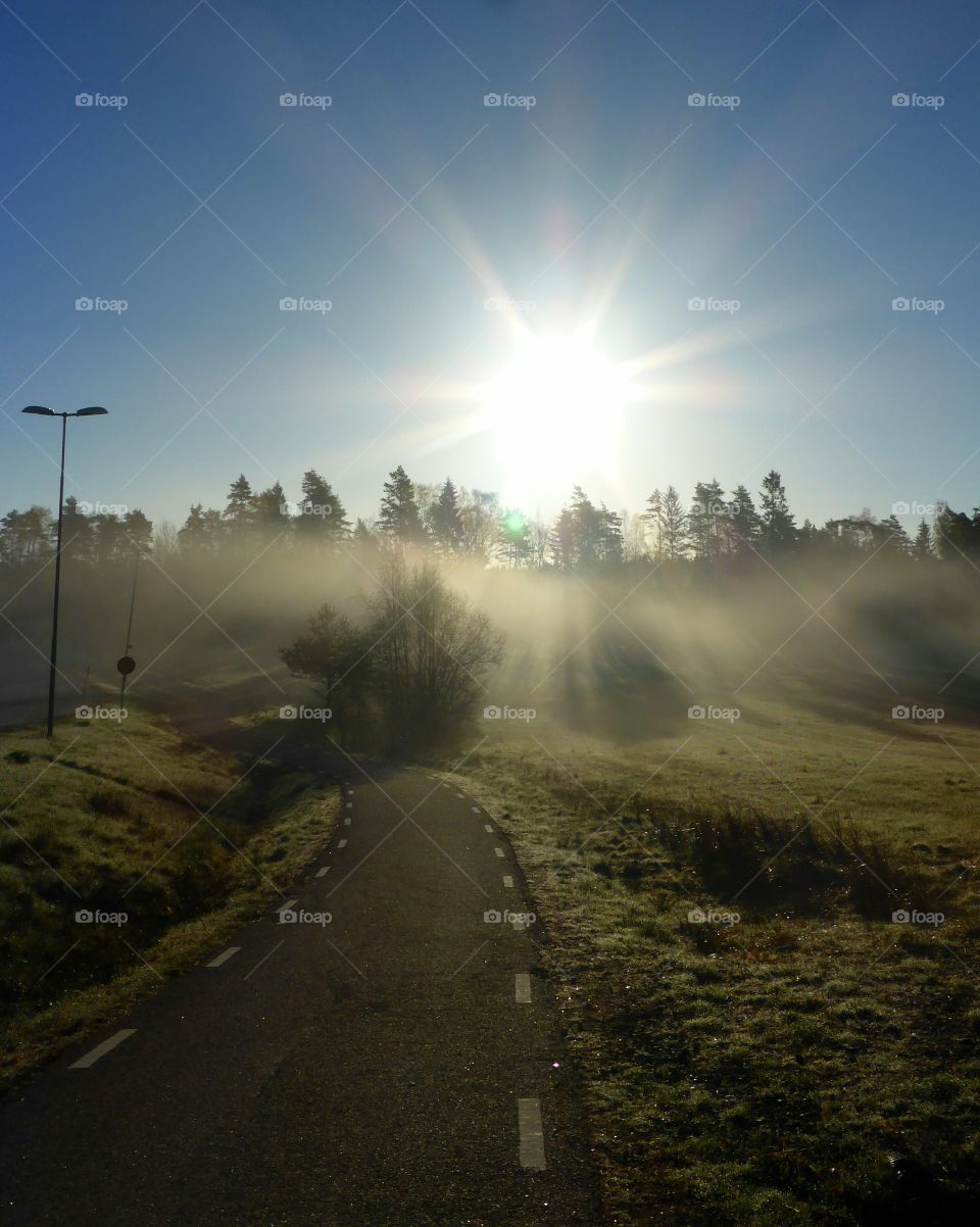 Sun shining through the woods early morning