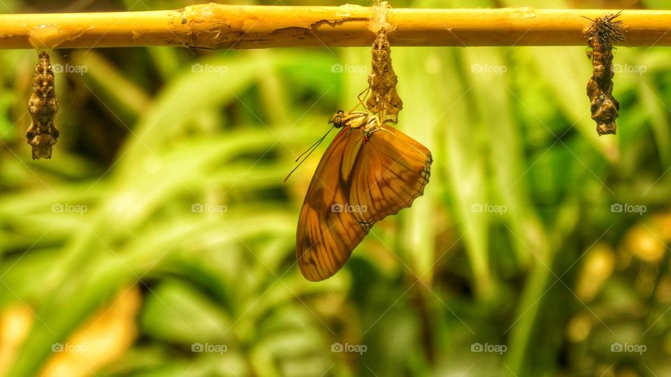 Butterfly out of its chrysalis