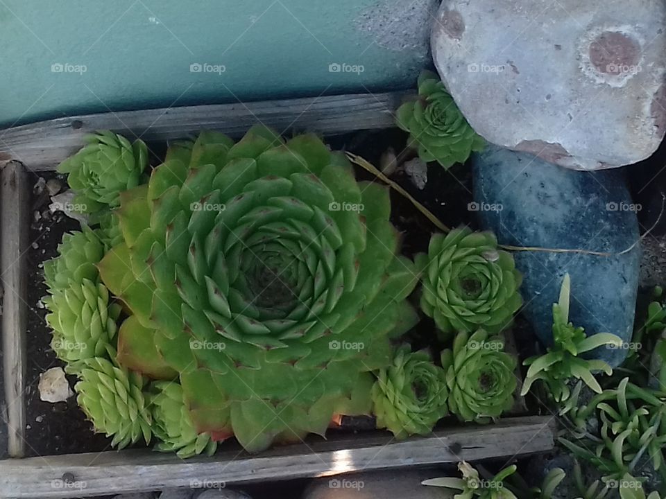 from my succulent collection