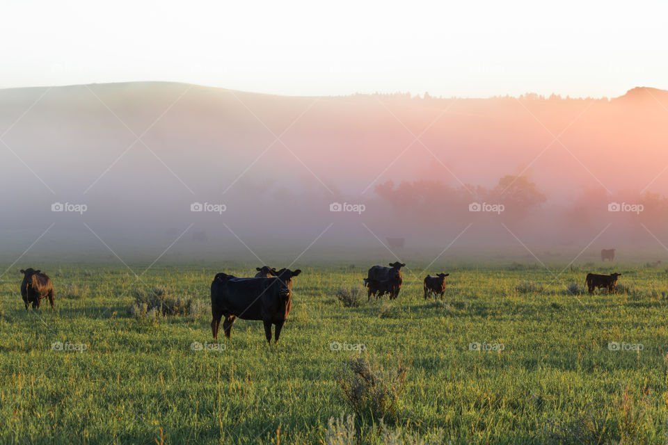 Cattle in rural Montana during a foggy sunrise at dawn. 