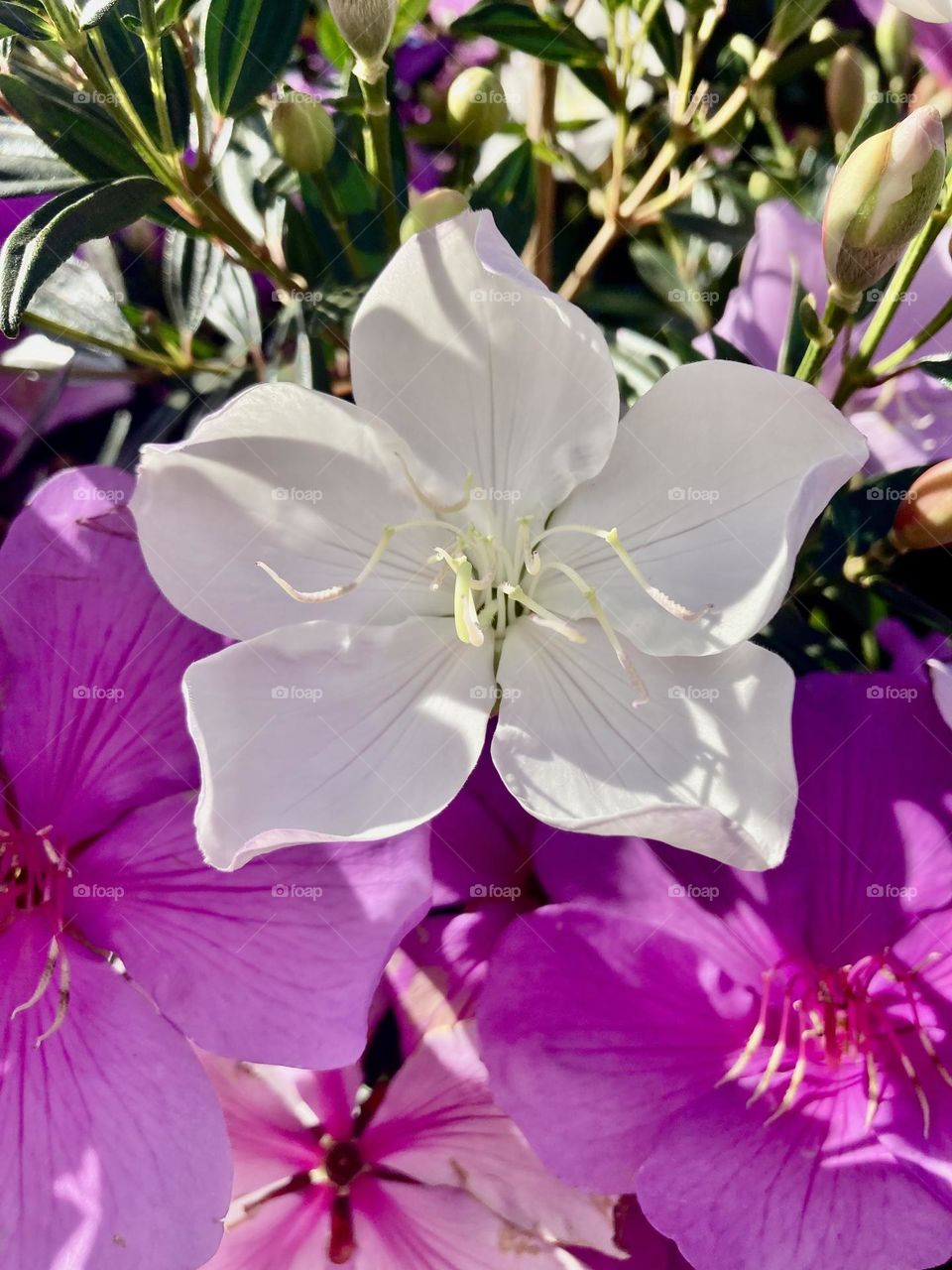 🌹 🇺🇸 Very beautiful flowers to brighten our day.  Live nature and its beauty. Did you like the delicate petals? / 🇧🇷 Flores muito bonitas para alegrar nosso dia. Viva a natureza e sua beleza. Gostaram das pétalas delicadas? 