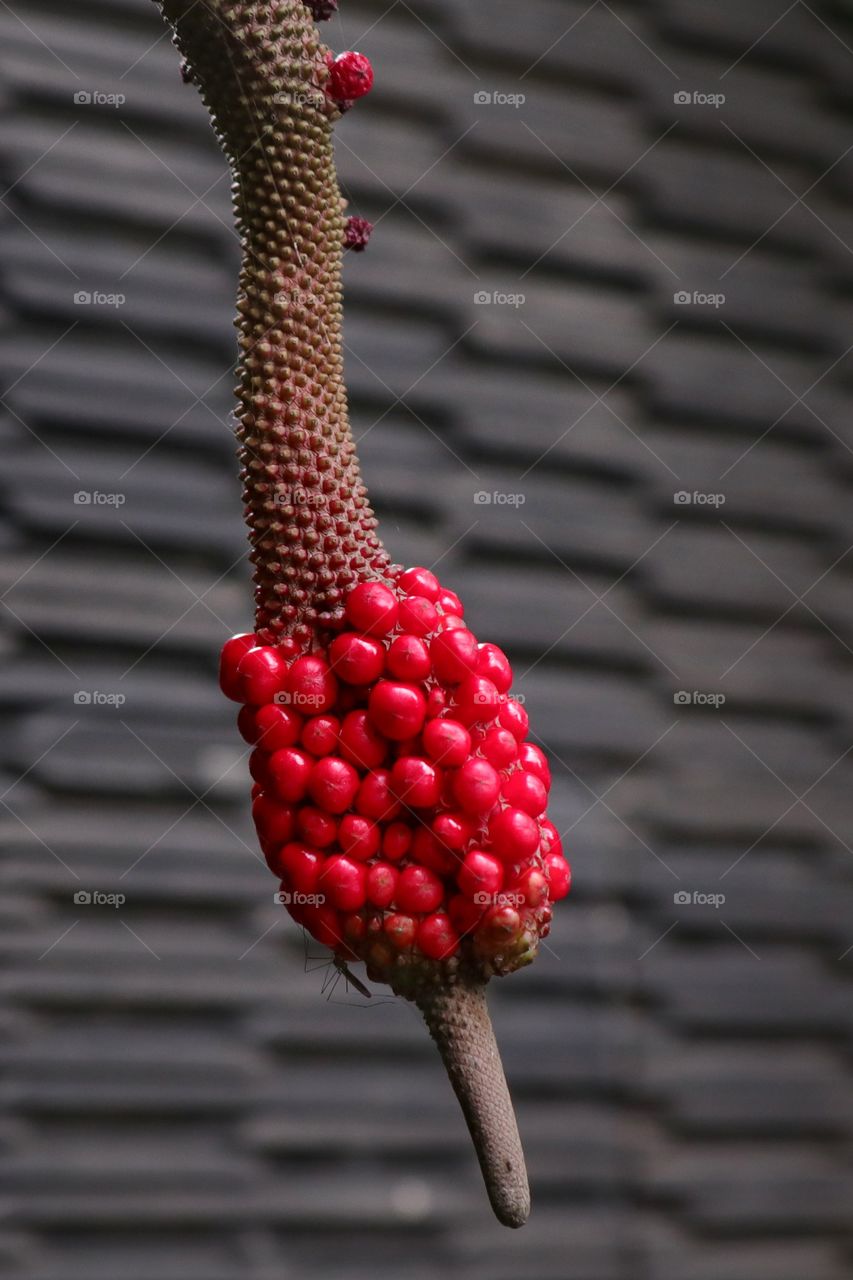 granulated seed of anthurium