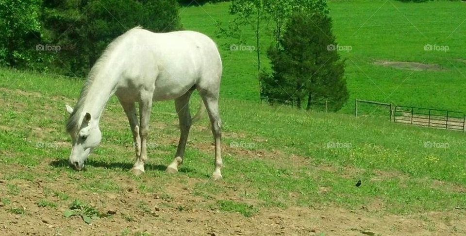 straight Egyptian Arabian horse grazing