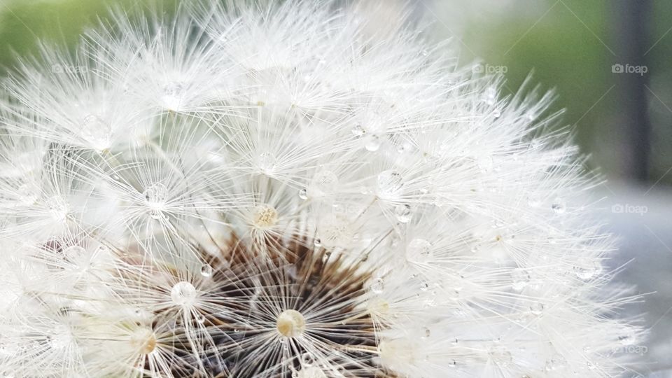 Purity, dandelion