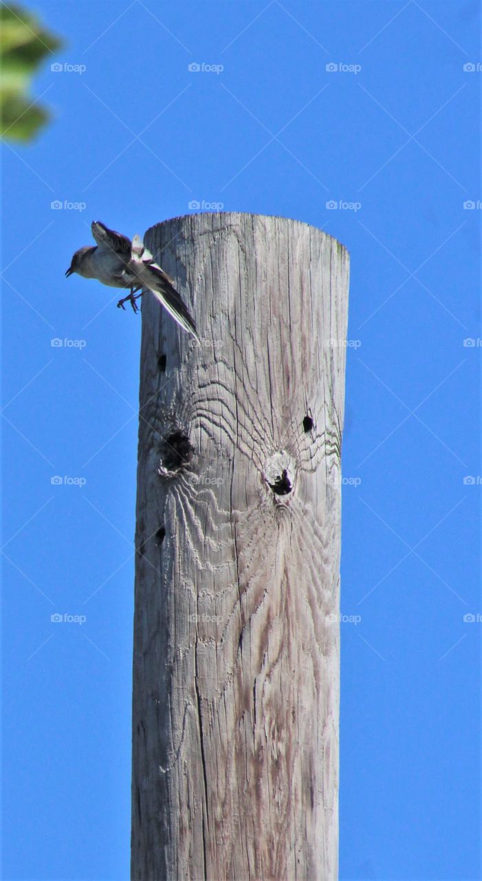 Northern mockingbird in flight against bright blue June sky