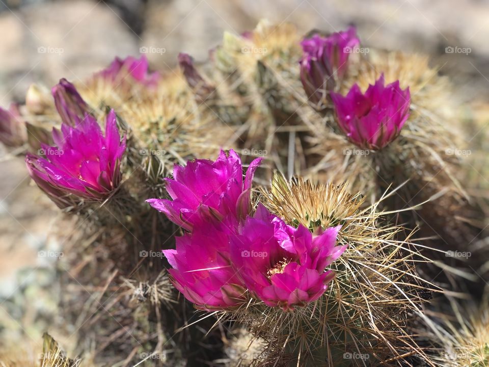 Vibrant Magenta blooms on a spiky desert cactus