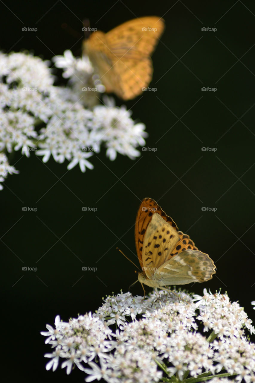 Two butterflies on white flowers with a black background.