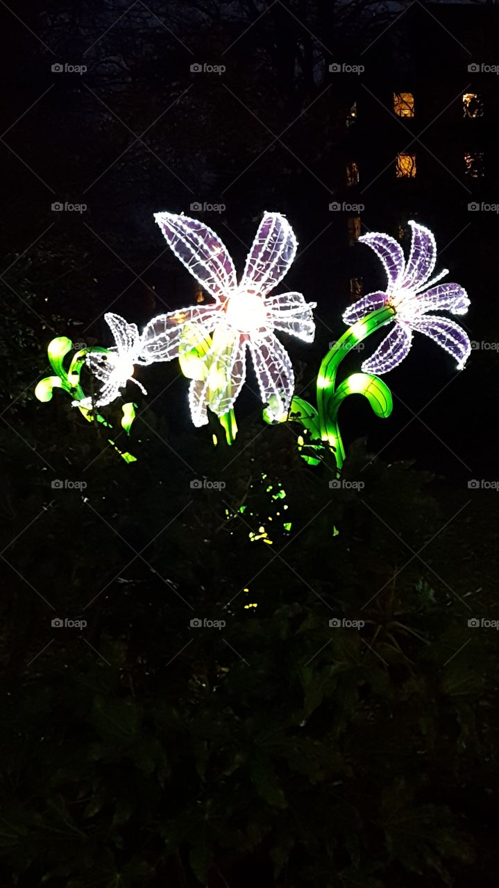 Flowers in lights