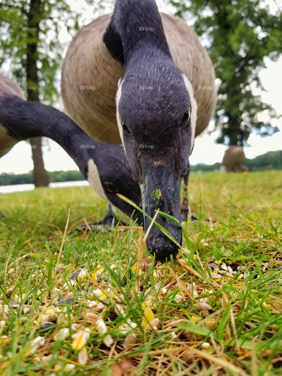 Up close goose